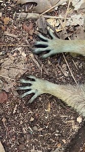 5K views · 137 reactions | A raccoon’s dexterity is impressive, but...