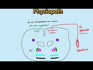 🧠Syndrome extra pyramidal (Parkinson)