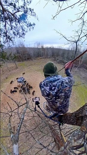 Hunting Wild Hogs With a Spear! #shorts #hunting #hogs