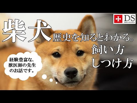 【柴犬 飼い方 しつけ方】柴犬の飼い方、しつけ方