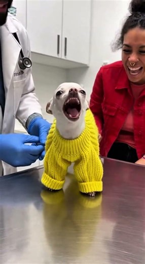 ​The Most Dramatic Patient Ever! 🐶😂​