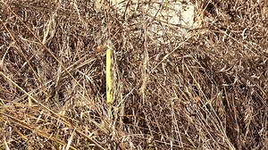 Periscoping Snake - check out this eastern yellow-bellied racer that is checking us out by periscoping like a cobra. This behavior allows the snake to see above the vegetation as it looks for movement of prey or maybe to watch a predator. | Center For Snake Conservation