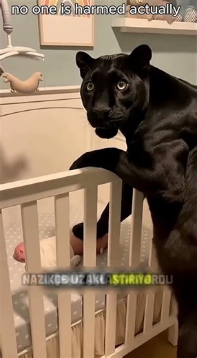 "Black Panther Standing Guard to Protect Her Baby #shorts"