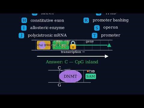 carries out covalent modification of cytosine or adenine nucleotides