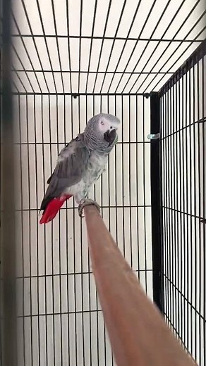African grey parrot for sale