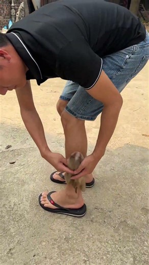 The baby monkey is running after its father, wanting to be picked up and played with.