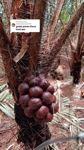 Panen Buah Salak dan Getah Pohon Pinus di Kebun