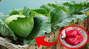 19K views · 622 reactions | The Surprising Technique for Growing Cabbage in Plastic Containers | Balcony Garden Ideas | Facebook