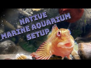 How To Set Up A Native Marine Aquarium #aquarium #seaaquarium #fishtank #howto