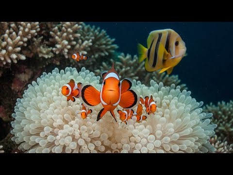 OCEAN STILLNESS FLOW 🌊 Gentle Aquarium Piano for Peaceful Atmosphere