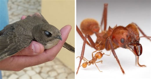 Meet 15 Animal Species Redefining Sleep Science