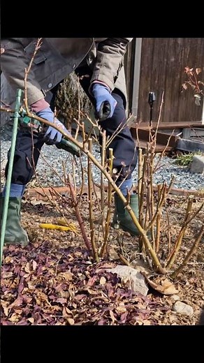 장미 봄 전지 방법 (아주 쉬워요) | Spring rose pruning
