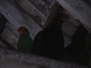 #OnThisDay 1979: Nationwide met Wally the parrot, who thought he was a chicken. Love-struck Wally only had eyes for Henrietta the hen. | BBC Archive