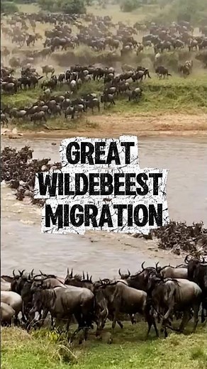 Great Wildebeest Migration.