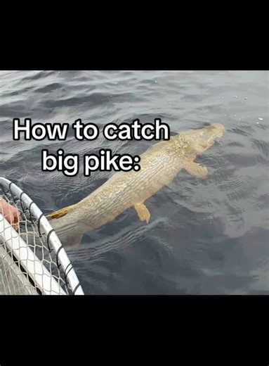 How to Catch Big Pike: Shallow Spawning Bays Early Spring