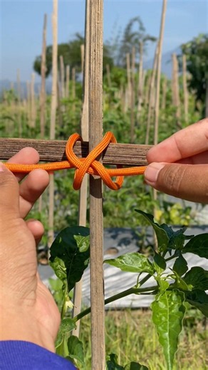 The knot used in Agricultural farms is very Effective and Reliable!!