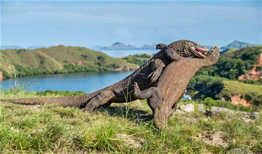 Who would win between a Komodo dragon and King cobra?