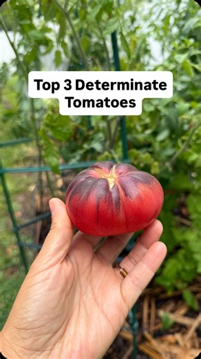 My top three determinate tomato varieties that I tested in my fall garden. Compact plants, manageable growth, and solid production when timing is right. Check out the full video on my YouTube channel (bio) #tomato #fallgarden #gardeninspiration #determinatetomatoes | Homegrown Florida