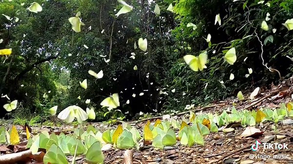 Butterfly Blessings: Embrace Serene Beauty