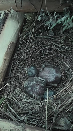 16K views · 126 reactions | Review Birds News on Reels | Facebook