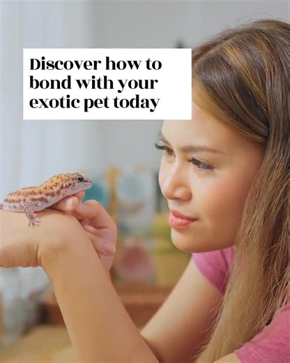 Exotic pets have unique needs that go beyond typical dog or cat care. From reptiles needing specific temperature and humidity to birds craving social interaction and mental stimulation, every species is different. Knowing their diet, environment, and behaviours is essential for their wellbeing. Looking for expert advice tailored to your exotic pet? Our veterinary-backed care plans can help. Do you have an exotic pet? Tell us the quirkiest thing they do! #stneotspetcare | St Neots Pet Care Servic