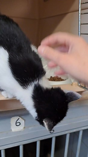 Toujours aucun appel pour moi ? Comment cela est-il possible un gentil petit chaton comme moi 😍 Du coup je vous ai fait une petite vidéo pour que vous voyez comment je suis craquante 🥰 | Association Aide aux Animaux Abandonnés du Bassin