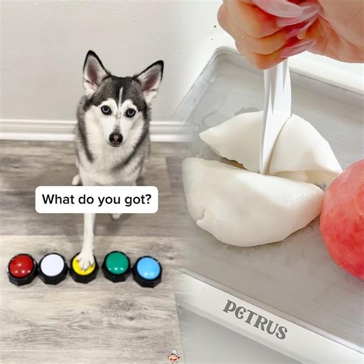 Sapphie the pomsky gets her white button fix