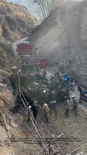 How to Load Stubborn Cattle | Farm Skills