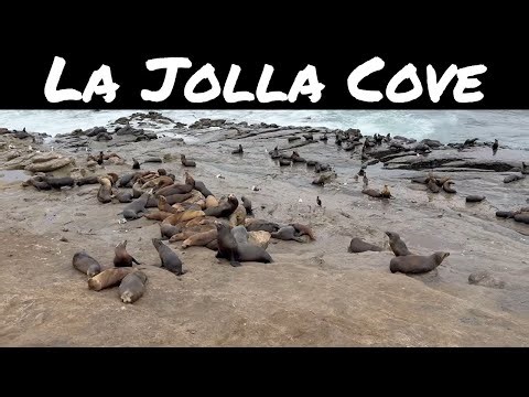 La Jolla Cove Virtual Tour | Sea Lions, Seals & Everything You Need to Know Before You Visit