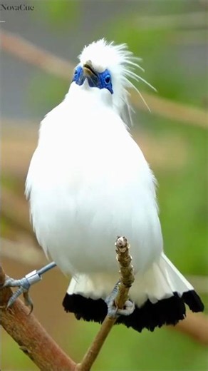 Only 100 Left in the Wild — Meet the Legendary Bali Starling
