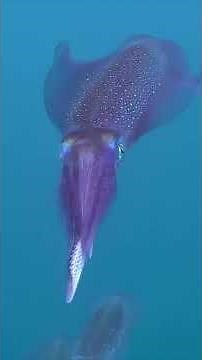 Mind-Bending Secrets of the Cuttlefish