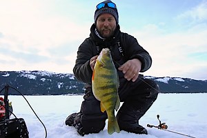 Ice Fishermen Land Multiple 2  Pound Yellow Perch on Idaho's Cascade Lake