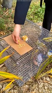 77K views · 502 reactions | Smart Collecting Pigeon Tool Setup - Watch How It Works” #PigeonCage #BirdTrap #StrayPigeon #Birds #Reels | Tri Wijaya | Facebook