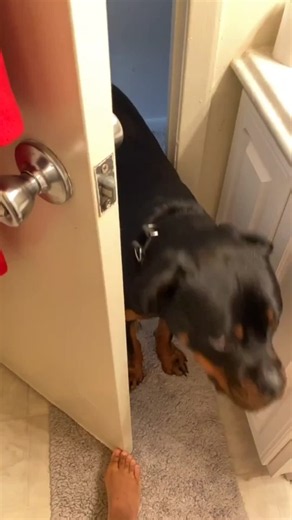 My Rebellious Dog — Funny Dog Moments Compilation