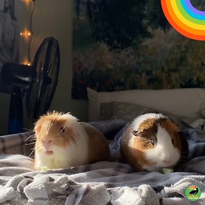 6.4K views · 163 reactions | Meet The Cutest Guinea Pigs! | Animals Doing Things | Facebook