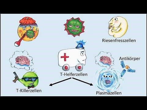How does our immune system work?