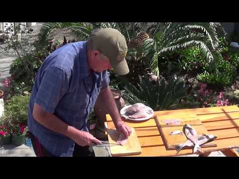 How to fillet shad