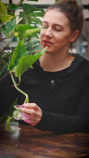 38K views · 321 reactions | Co zrobić, by nasze pnącza były długie i gęste?zapewniamy sporo światłaregularnie przycinamyzagęszczamy nowymi sadzonkamiregularnie nawozimymożemy wspomóc palikiemZapisz na później #pnącza #pnacza #vines #epipremnum #epipremnumaureum #polishjungle #domowadżungla #kochamrośliny #rośliniara #plantmum | Jungle Boogie Studio Zieleni | Facebook