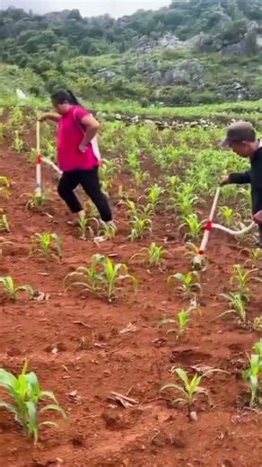 weeding the green corn plants in the red soil field using a manual tool #shorts