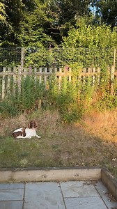 226K views · 5.5K reactions | The fifth member of the gang arrived for breakfast | Max Out in the Lake District | Facebook