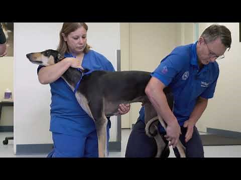 VetSurg Orthopedic Complete Exam