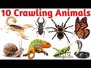 10 Amazing Small Creatures for Kids | Fun Learning Video for Children | Colorful Animals for Kid