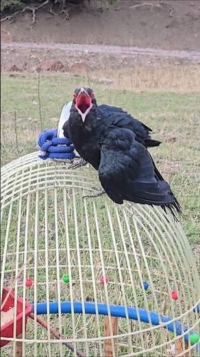 Asian Koel Singing | #Koel #birds #shorts