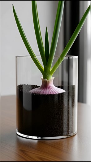 Growing Onion Time Lapse. #timelapse #satisfying #plants @AmazingTubeTimeLapse @Boxlapse