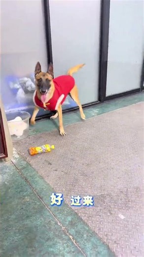 Top 10 Must-Test Dog Content Ideas