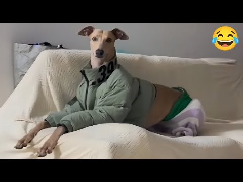 Try Not To Laugh 🤣 Top 100 Funniest Videos | Ever🎬🔥 Memes Epic Fail | 99