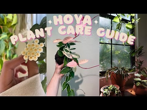 My Hoya Collection + THE Hoya Plant Care Guide 🌱