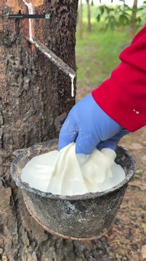 Are Car Tires Actually Made from Tree Blood!? 🌳😱