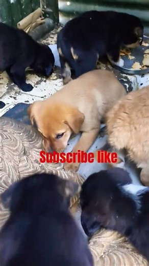 #animals #dog #puppy