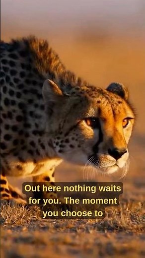 Cheetah Mindset 🐆 | Speed, Focus & Balance (Avoid Burnout) #Shorts